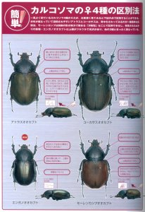 特集内カルコソマの♀4種の判別法