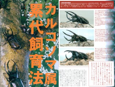 カルコソマ属累代飼育法
