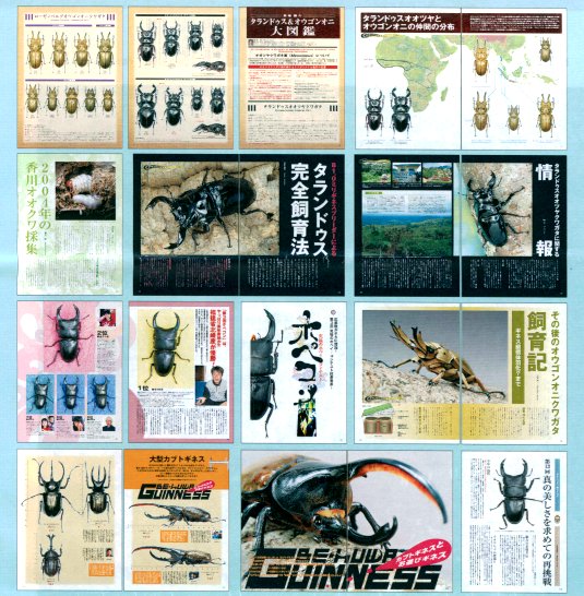 ビークワ14号(BE・KUWA) タランドゥスとオウゴンオニ大特集