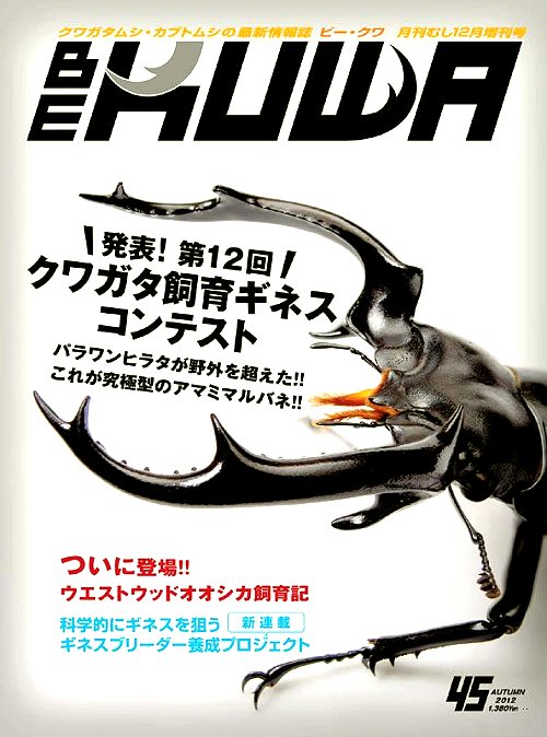ビークワ45号(第12回 クワガタ飼育ギネスコンテスト)