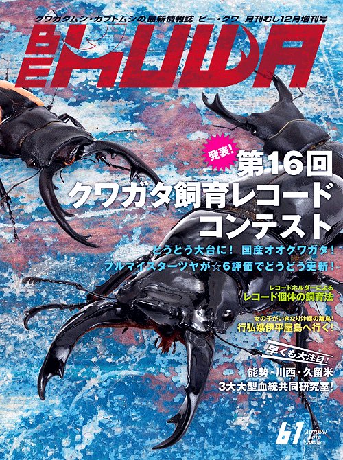 ビークワ61号(発表!第16回クワガタ飼育レコード!!)