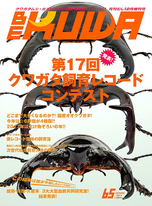 ビークワ65号(クワガタ飼育レコード コンテスト特集!!)