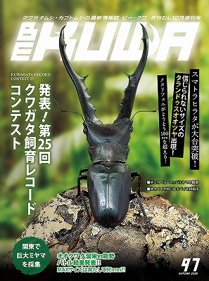 ビークワ97号(2025年クワガタ飼育レコードコンテスト!!)