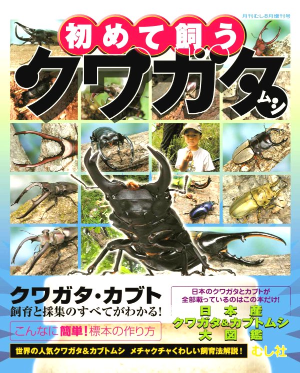 初めて飼うクワガタムシ(人気クワガタ・カブトムシの飼育方法と採集方法。簡単な標本の作り方)