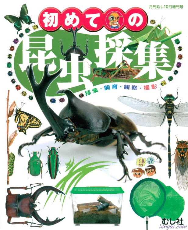 初めての昆虫採集(クワガタ・カブトムシなど昆虫の採集方法。簡単な標本の作り方)