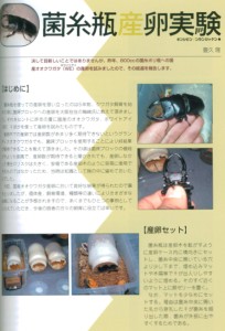 国産オオクワ ホワイトアイの菌糸瓶産卵実験