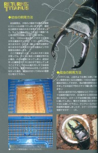 パラワンヒラタの飼育特集