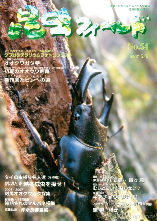 昆虫フィールド54号 初夏のオオクワガタ飼育 / クワガタ テラリウム