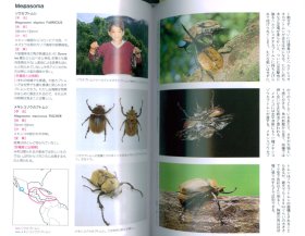 カブトムシの百科「ヘラクレスオオカブトvsゾウカブト」