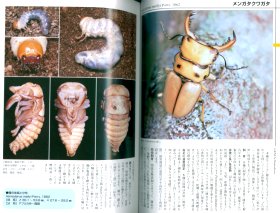 世界のクワガタムシ「メンガタクワガタ」