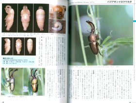 世界のクワガタムシ「パプアキンイロクワガタ」
