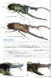 モンギローニ近似のマポンドゥマ産の新種キクロマトス