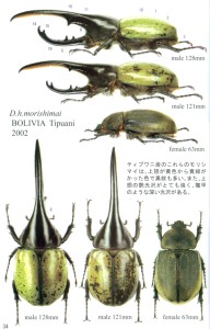 ヘラクレス亜種の形質比較-モリシマイ