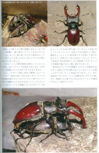 ヨーロッパミヤマクワガタ累代飼育継続中2