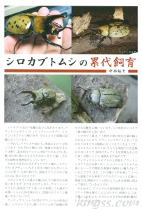シロカブトムシの累代飼育