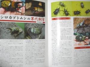 シロカブトムシの累代飼育2