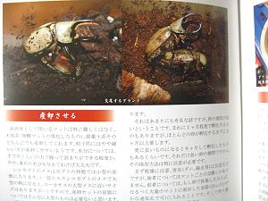 シロカブトを産卵させる