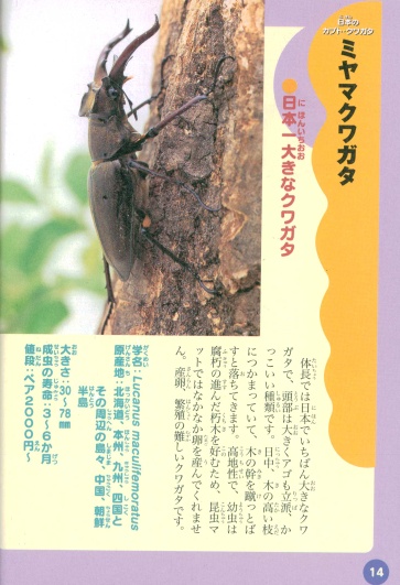 ~}NK^̏Љ (Lucanus maculifemoratus)