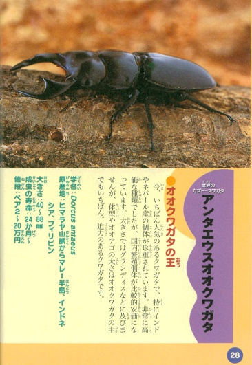 A^GEX IINK^ (Dorcus antaeus)