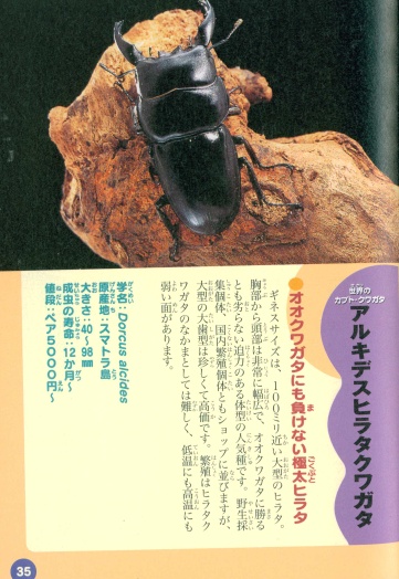 ALfXq^ NK^ (Dorcus alcides) ALfXq^NK^̏Љ