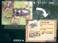 クワガタDVD図鑑 100種のクワガタの静止画図鑑