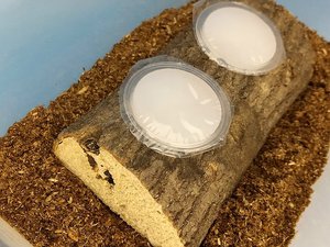 �h�[���^�G�T�M�i�G�l���M�[�x�[�X�P�W�����C�h�p�j[369]
