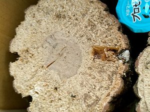 �N�k�M���ߍ�[430]