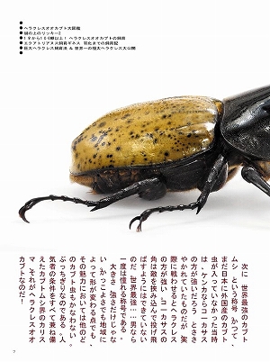 �r�[�N���R�Q���@DVD�t��[471]