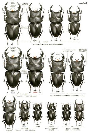 世界のクワガタムシ大図鑑 送料無料 522