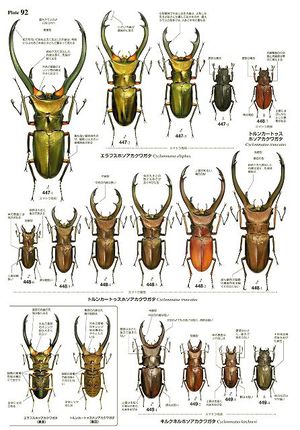 世界のクワガタムシ大図鑑 ☆送料無料[522]