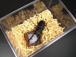 �[���[�z���_�[�y�G�C�g�z�~�Q�O�Z�b�g�@�����[���֐�p[561]