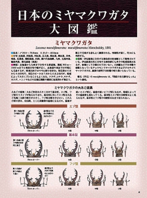 �r�[�N���S�V��[595]