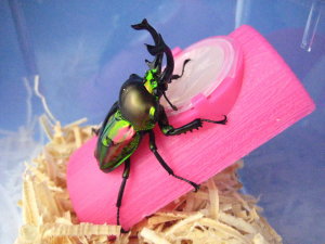 �y���s���N�^�C�v�z �[���[�z���_�[�@���P�U���p[638]