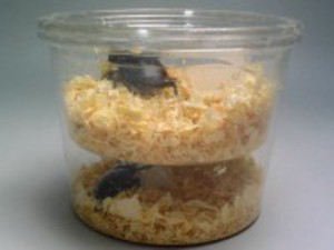 �v�����J�b�v�S�R�Occ�@�y��� A�^�C�v�z[087]