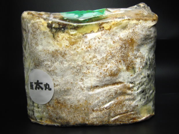菌糸カワラ材
