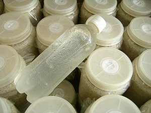 菌糸瓶/オオヒラタケ菌糸瓶（プラ） 冷凍ペットボトル [636]
