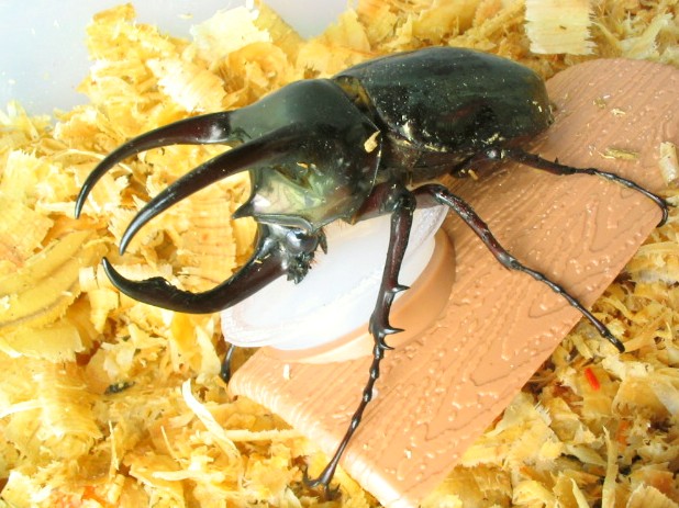 画像はアトラスオオカブトのオス