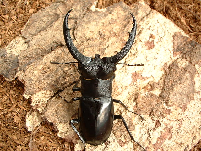 □【リノケロスフタマタ正規販売】 オオクワキング = リノケロス