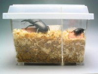 積み重ねに優れたスタック飼育ケース