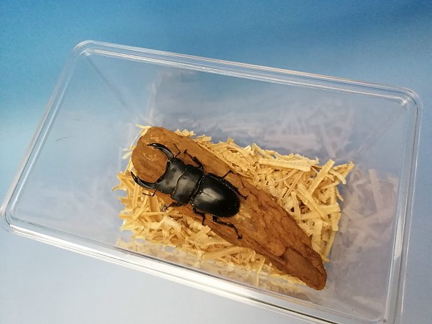 若令幼虫の強い味方。刺激の最も少ない微粒子 【幼虫専用】 マット