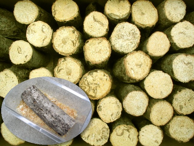 コクワガタなど小型クワガタの産卵木として使え、止まり木としても使える極細コナラ材