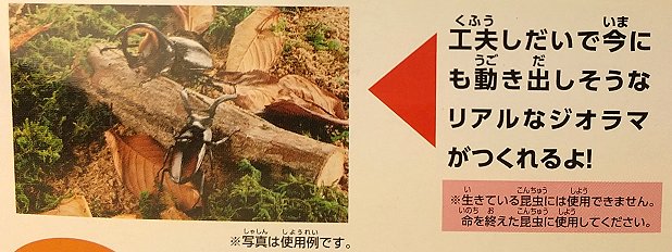 はじめての かんたん昆虫標本セットのディスプレイ一例