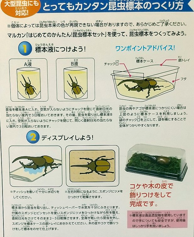 はじめての かんたん昆虫標本セットの作成方法