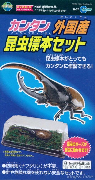 カンタン外国産 昆虫標本セット1