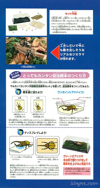 カンタン外国産昆虫標本セットのセット内容