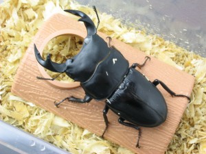 クワガタもツメを引っ掛けてつかまれます