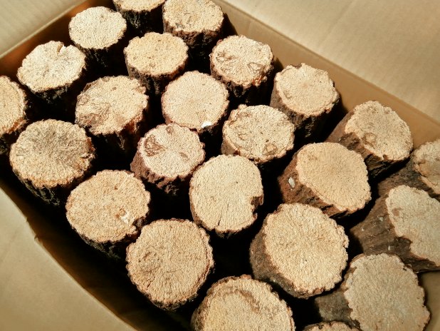 クワガタの産卵用 A材 (産卵木)