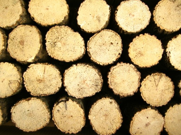 クワガタの産卵用 上質クヌギ材(産卵木)