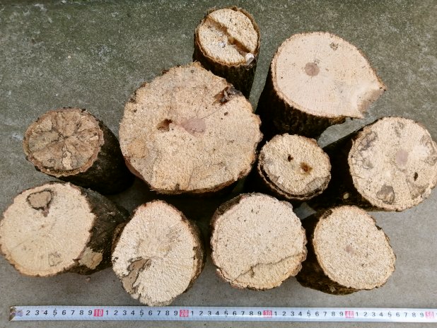 クワガタの産卵用 上質クヌギ材(産卵木)