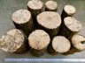 産卵木おまとめセット